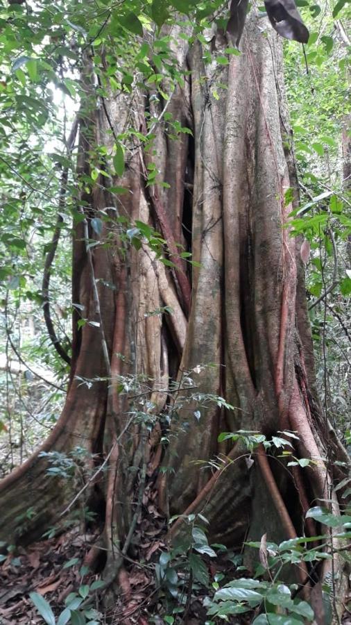 Rainforest River Edge Deniyaya Zewnętrze zdjęcie